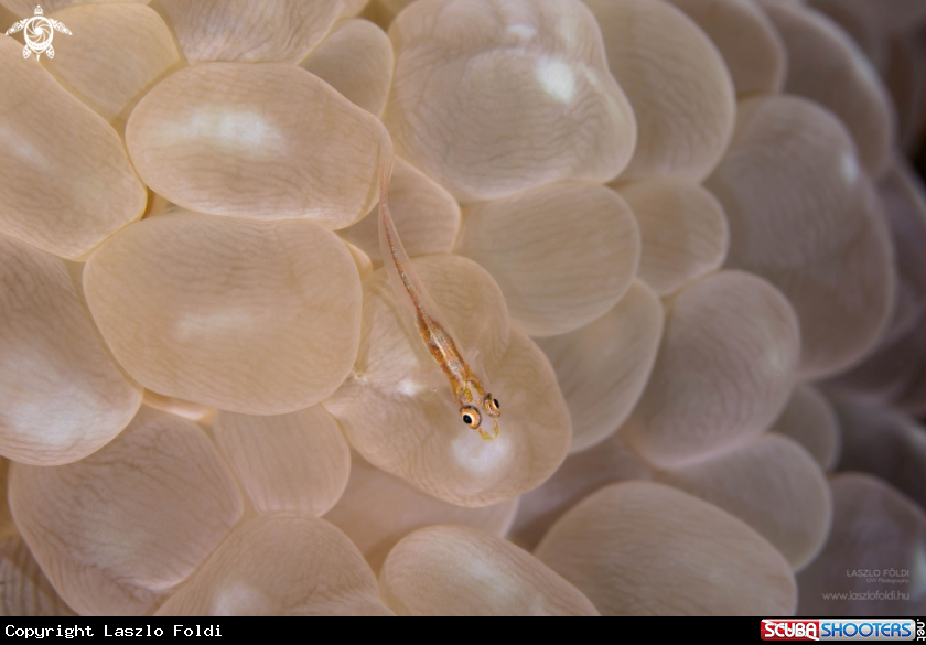 A Anemone Goby