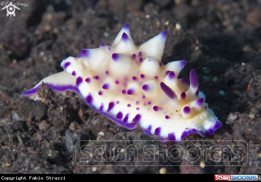A underwater creature
