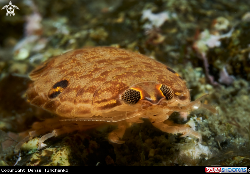 A crustaceans