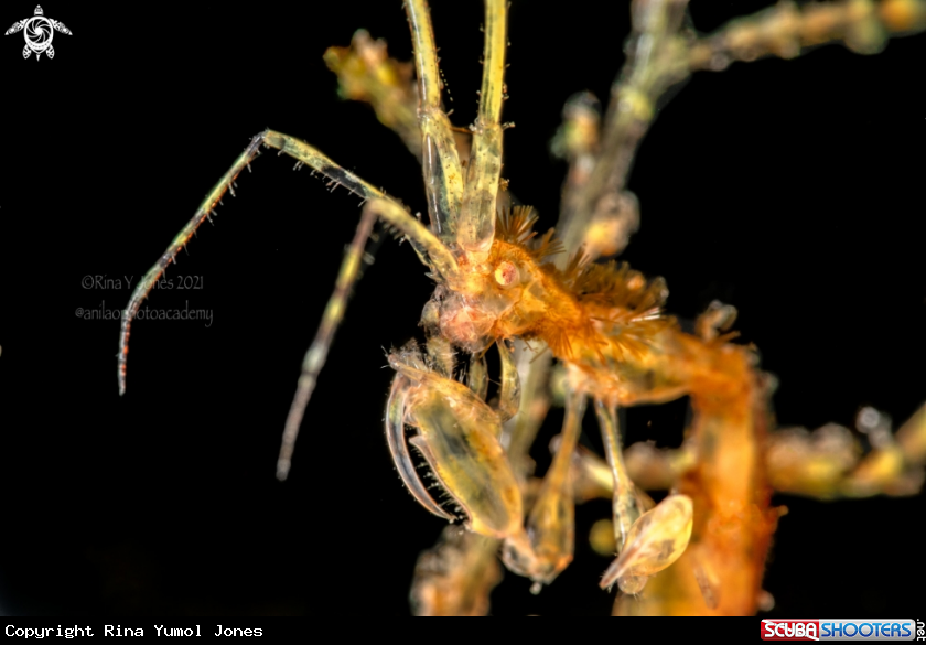 A Skeleton shrimp