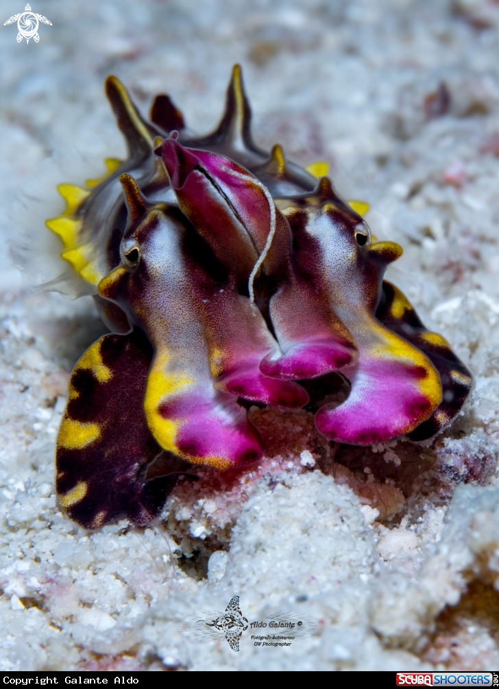 A Flamboyant Cuttlefish