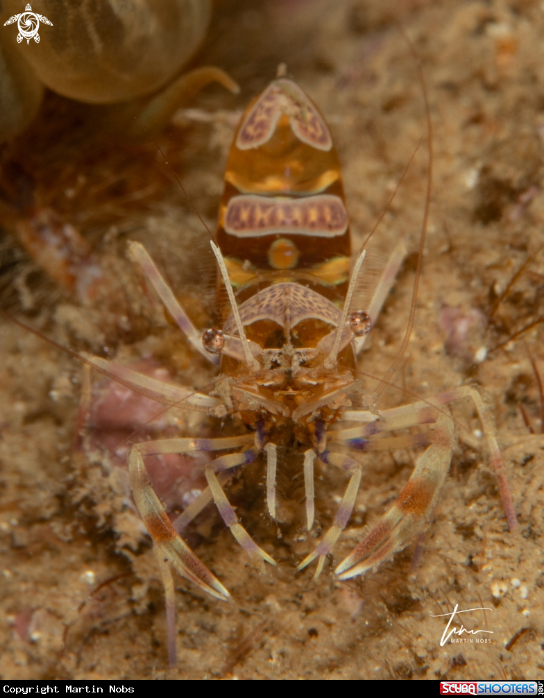 A Periclimenes amethysteus