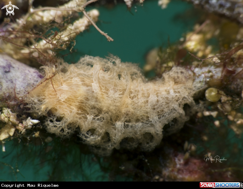 A Tufted Nudibranch