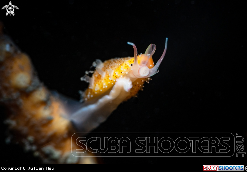 A Cowrie