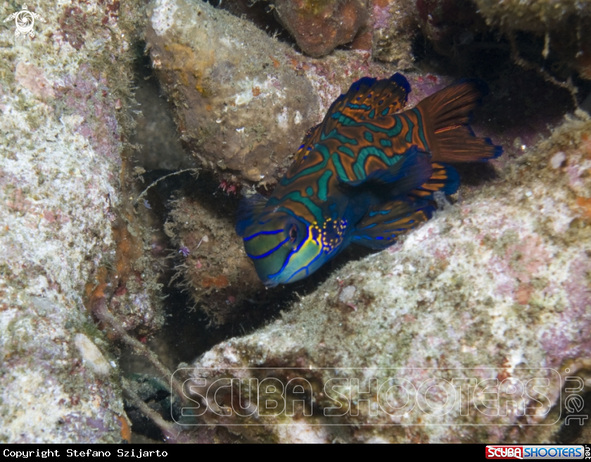 A Mandarin Fish
