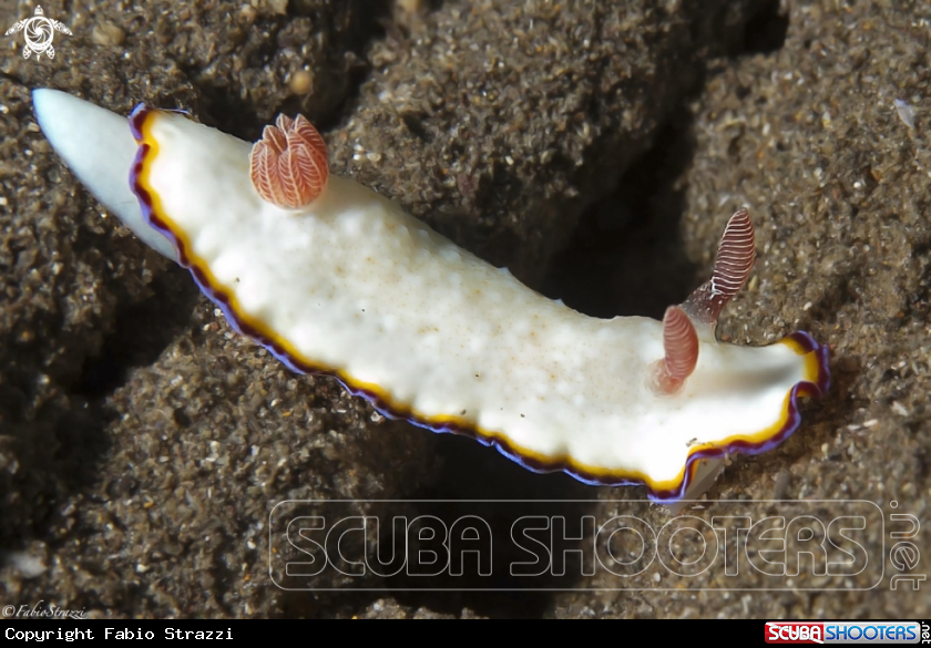 A underwater creature