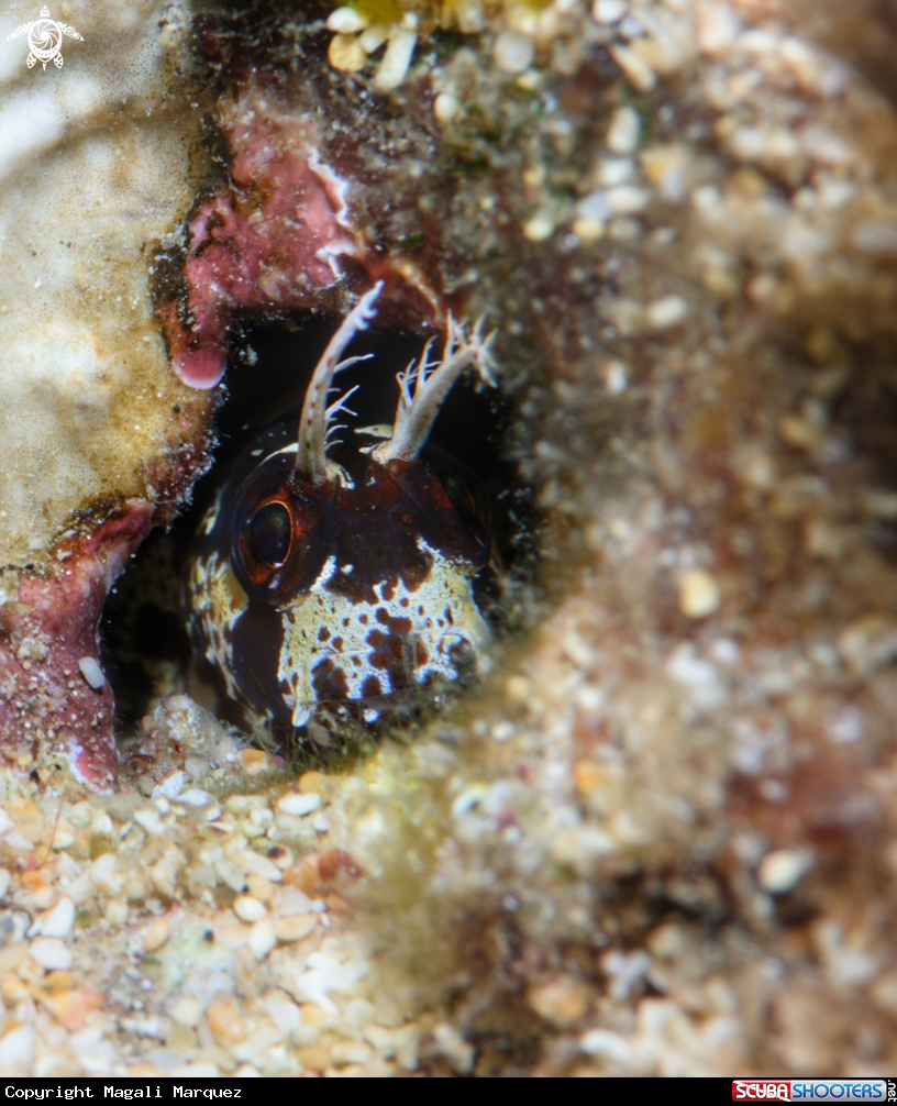 A Horned blenny 