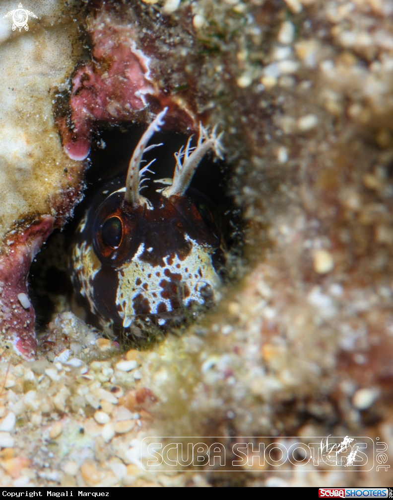 A Horned blenny 