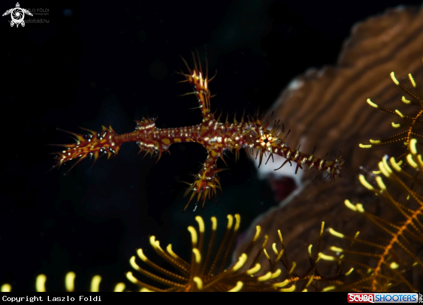 A Ghost pipefish 