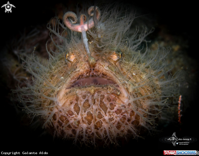 A Hairy Frogfish