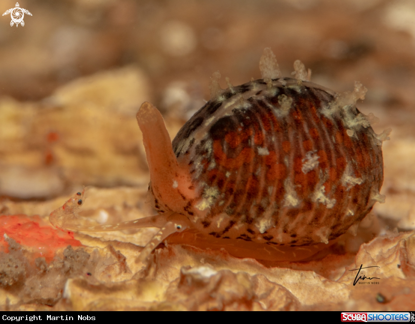 A Northern Cowrie