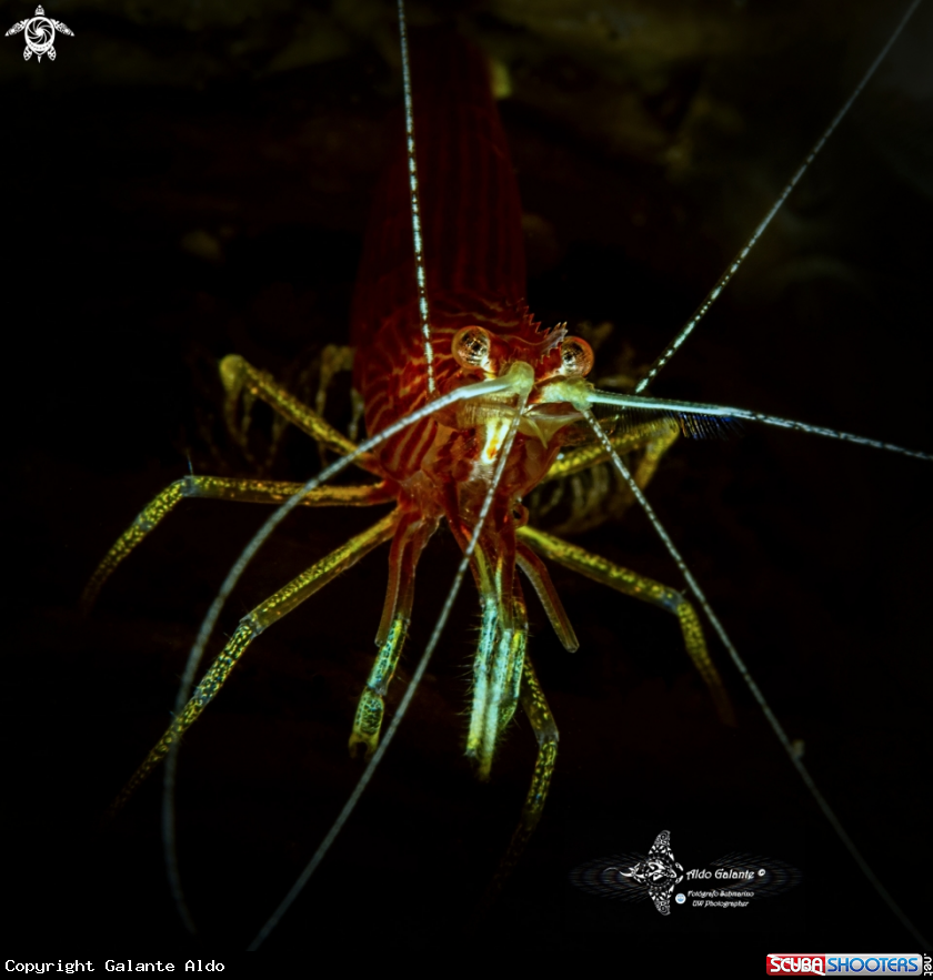 A Red Striped Cleaner Shrimp