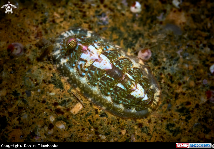 A Loricata