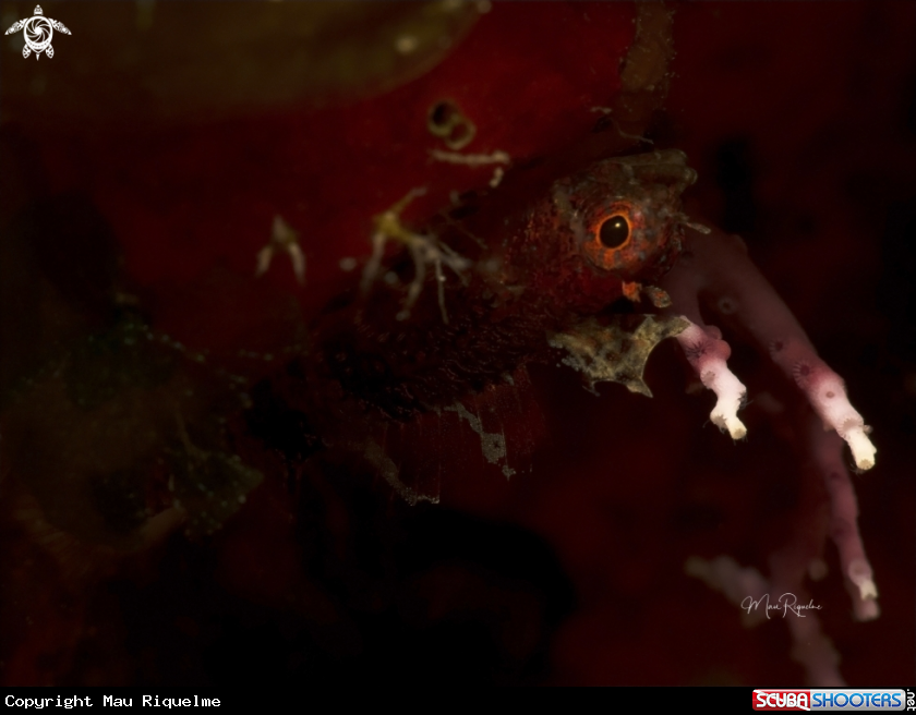A Blackedge Triplefin Blenny