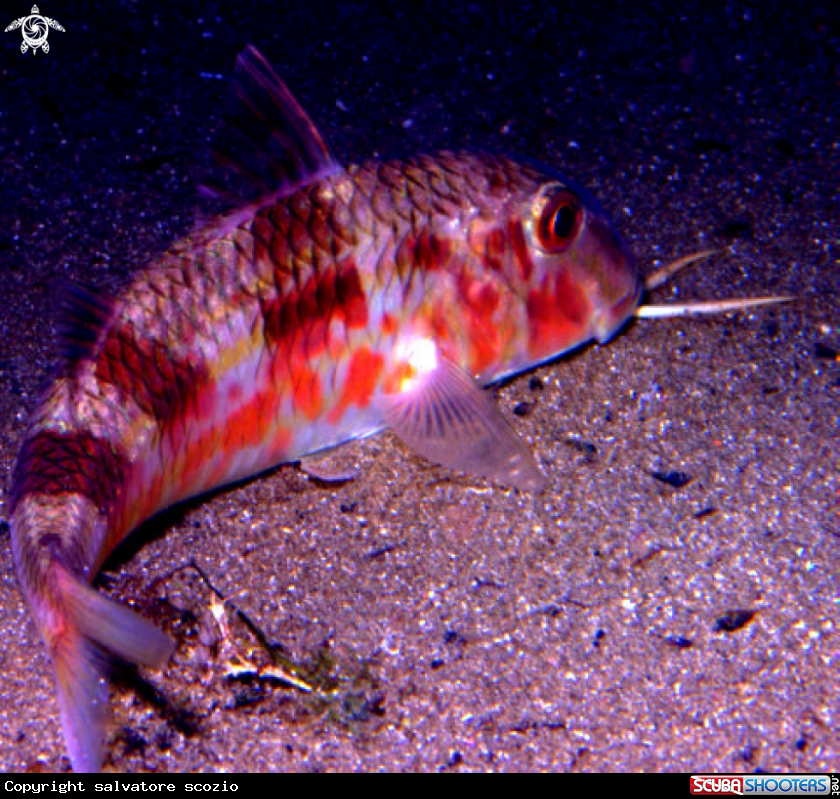 A underwater creature
