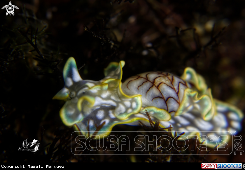 A Bubble snail