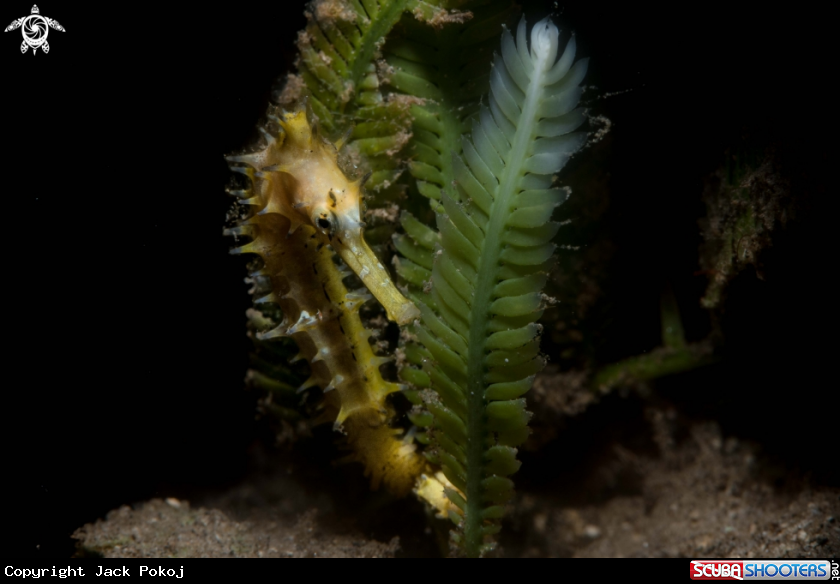 A Thorny Seahorse