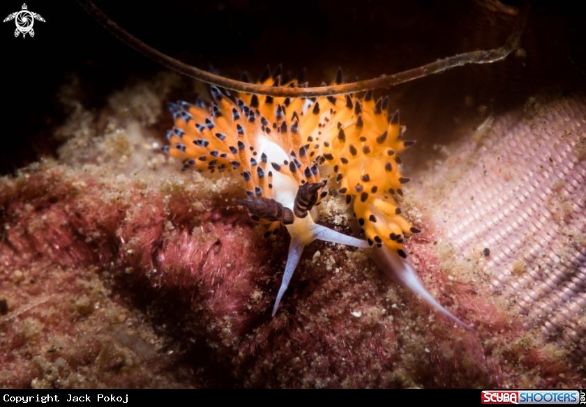 A Favorinus tsuruganus