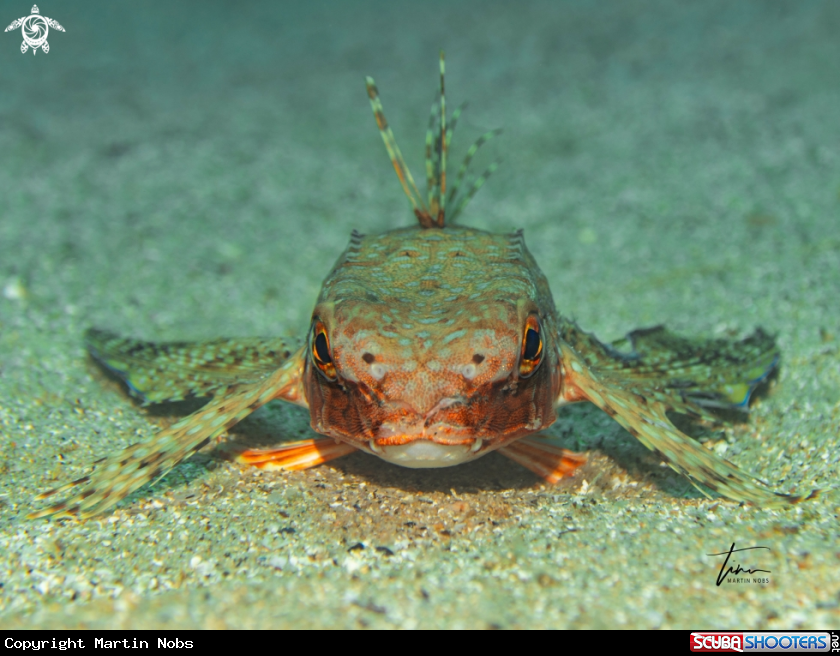 A Flying Gurnard