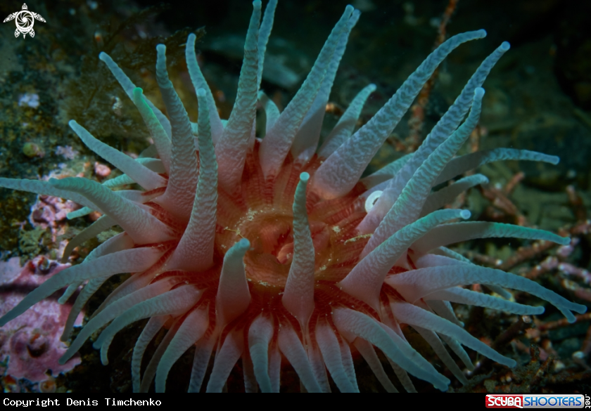 A ANEMONE