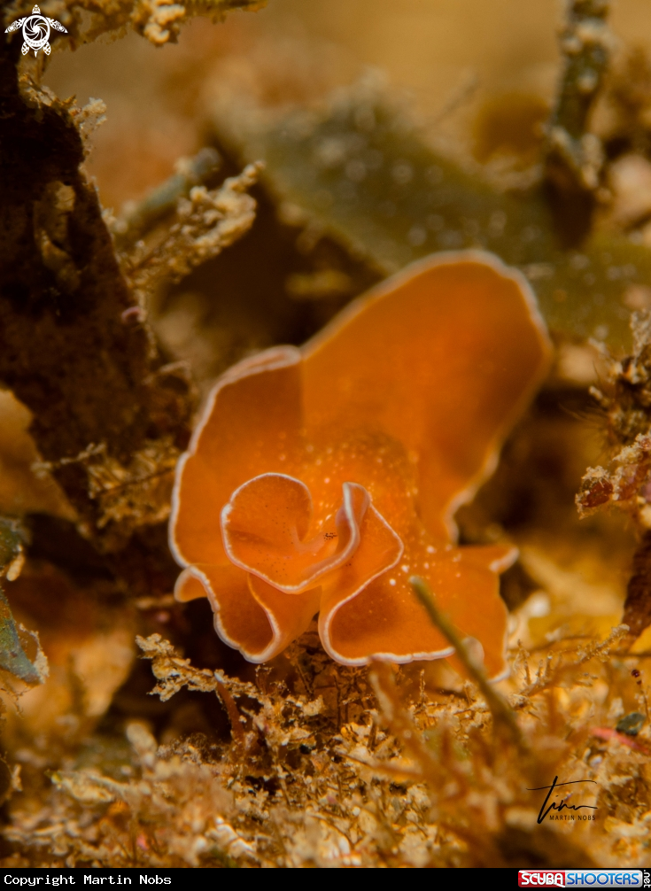 A Marine Flatworm