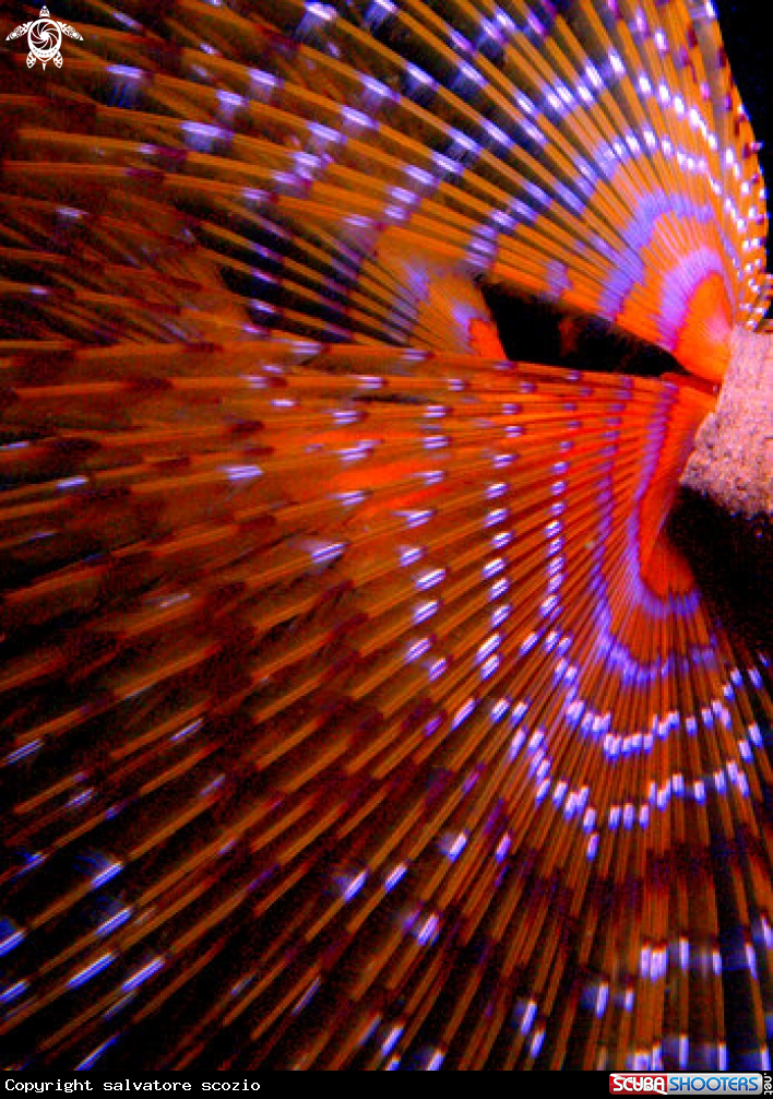 A underwater creature