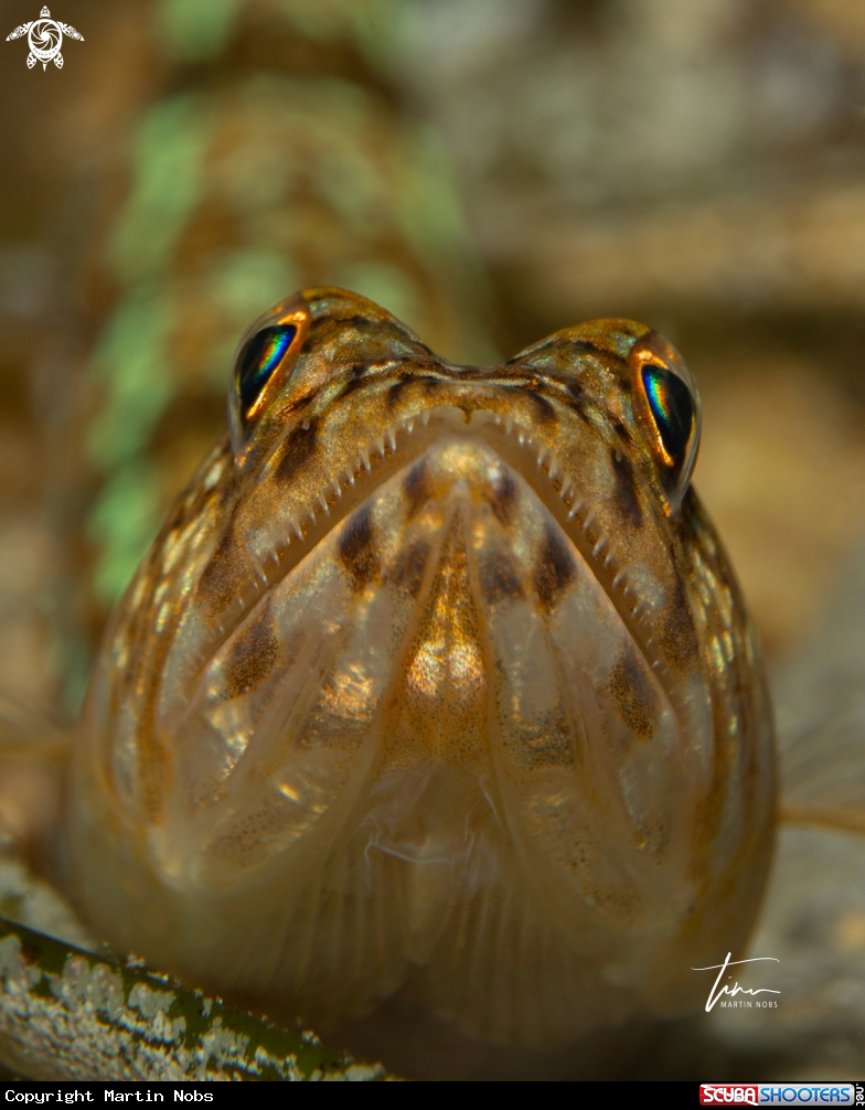 A Lizard fish