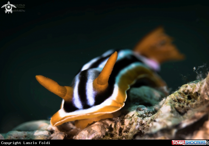 A Nudibranch