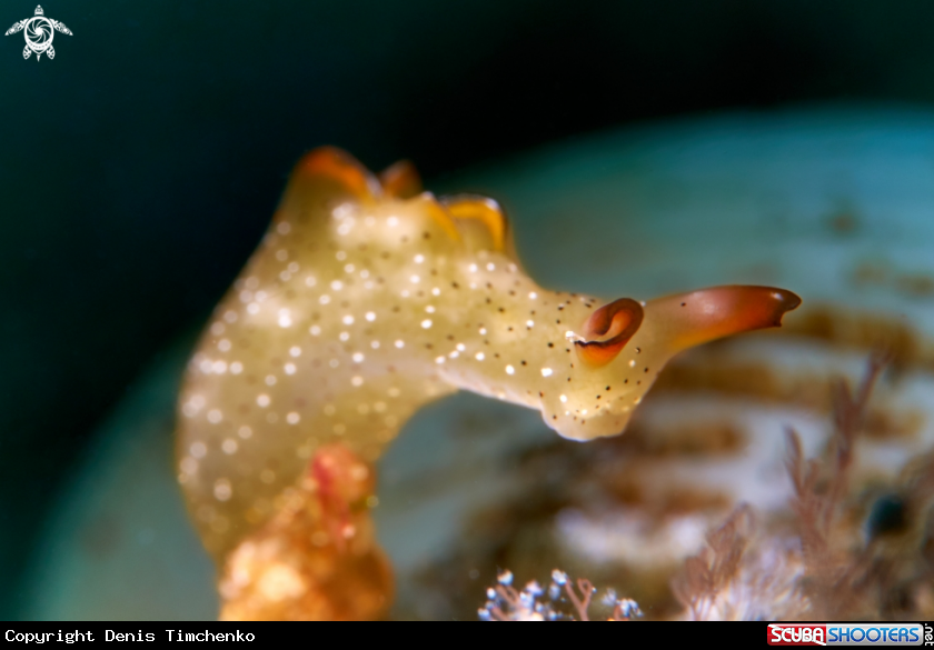 A NUDIBRANCH