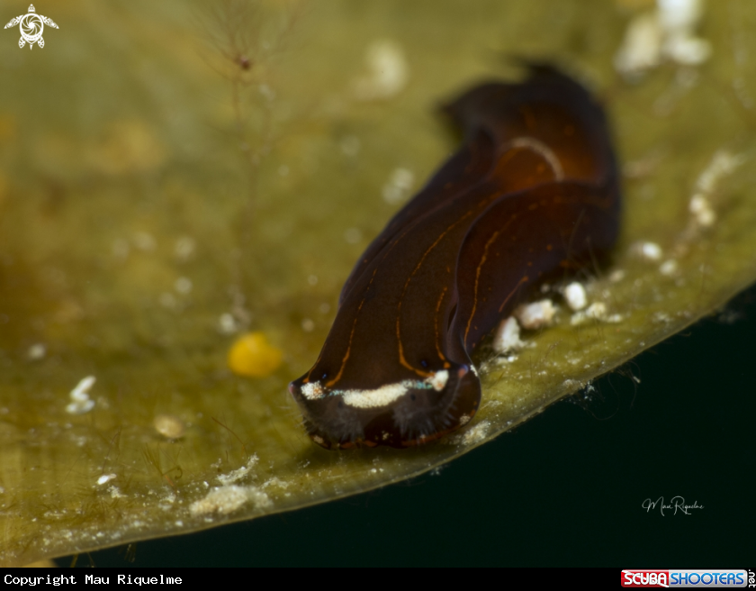 A Cuban Aglaja