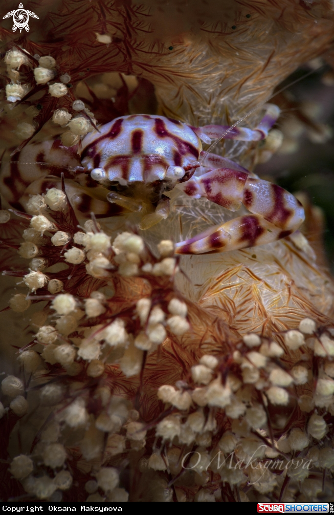 A Soft Coral Porcelain Crab