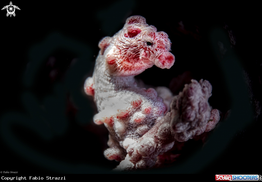 A Seahorse