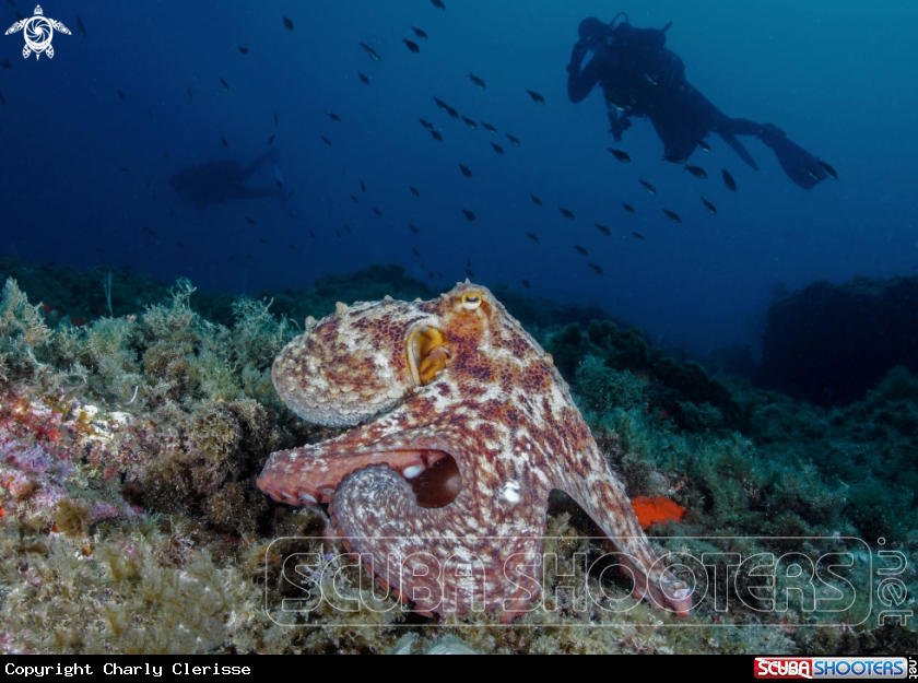 A Common Octopus