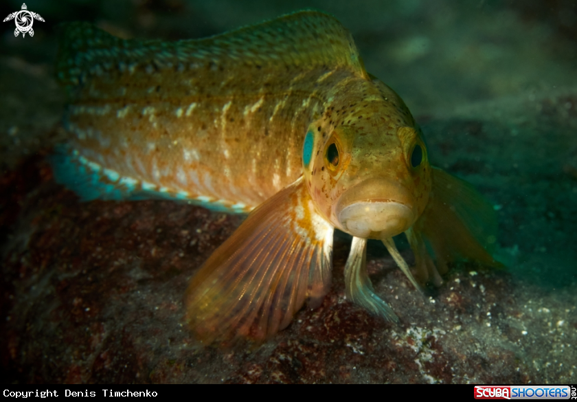 A FISH