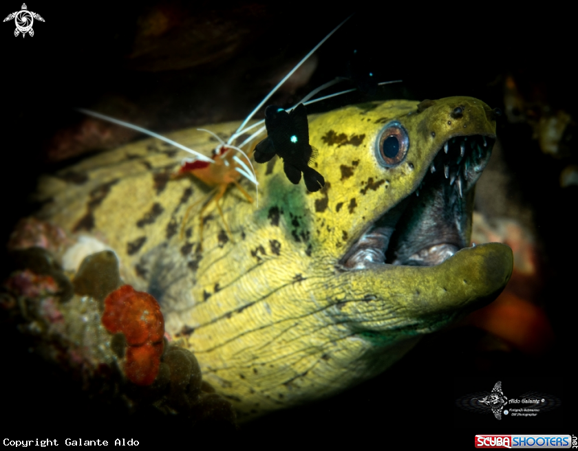 A Moray Eel