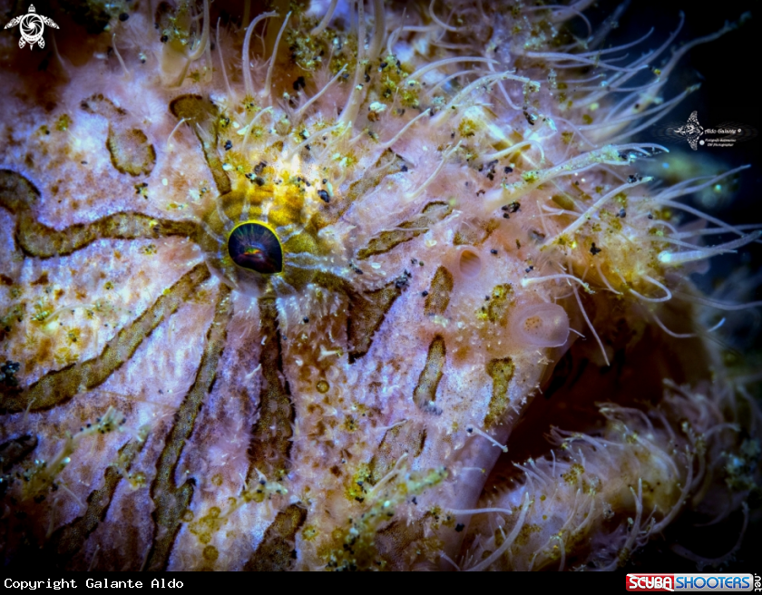 A Hairy Frogfish