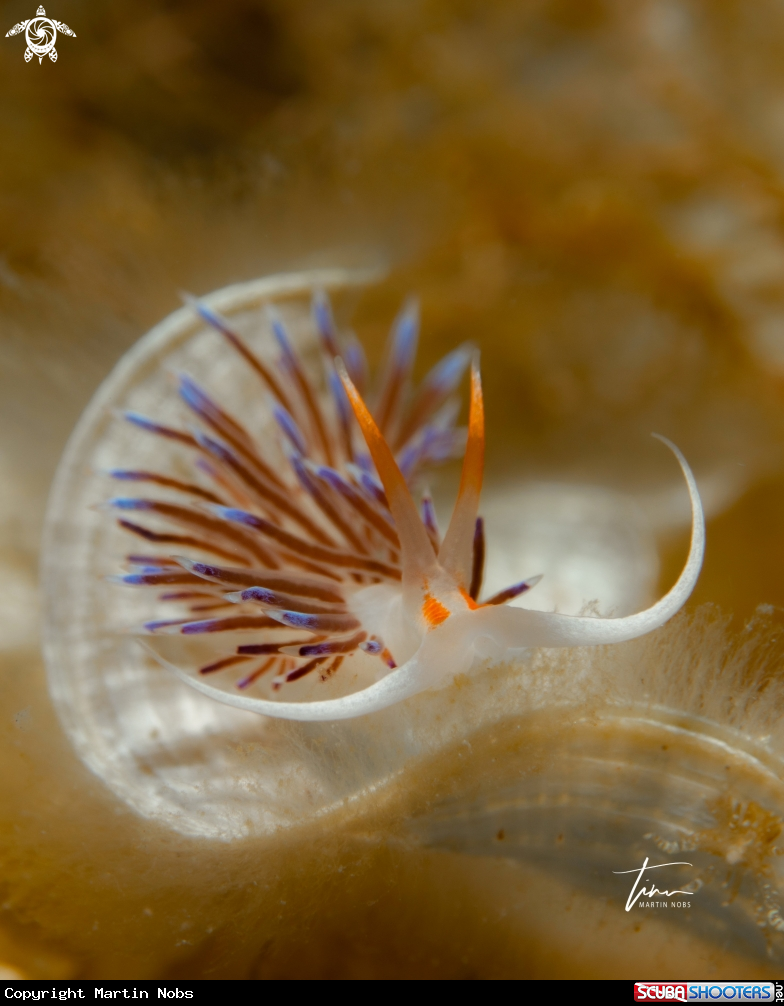 A Cratena peregrina