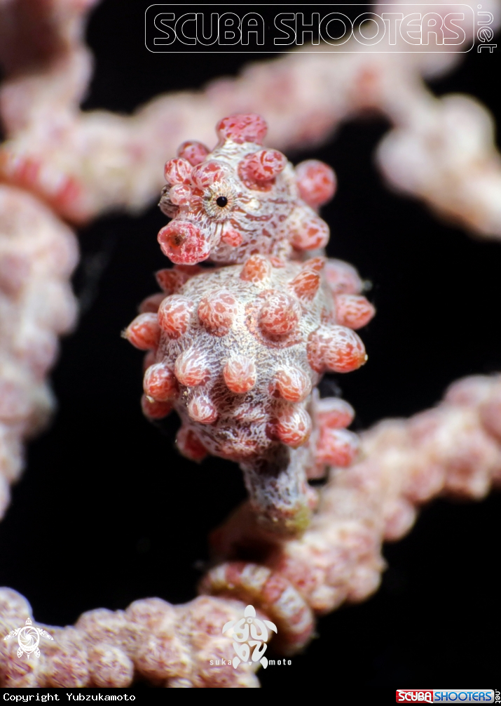 A pygmy seahorse