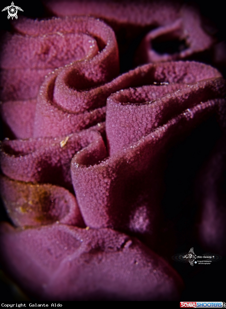 A Spanish Dancer Eggs