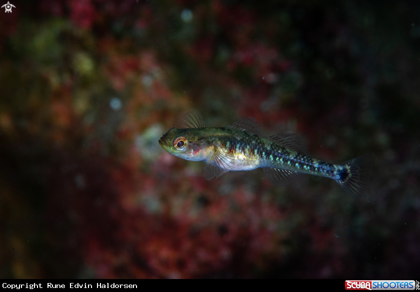 A Painted goby