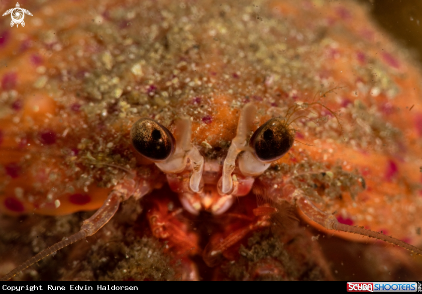 A Anemone hermit crab