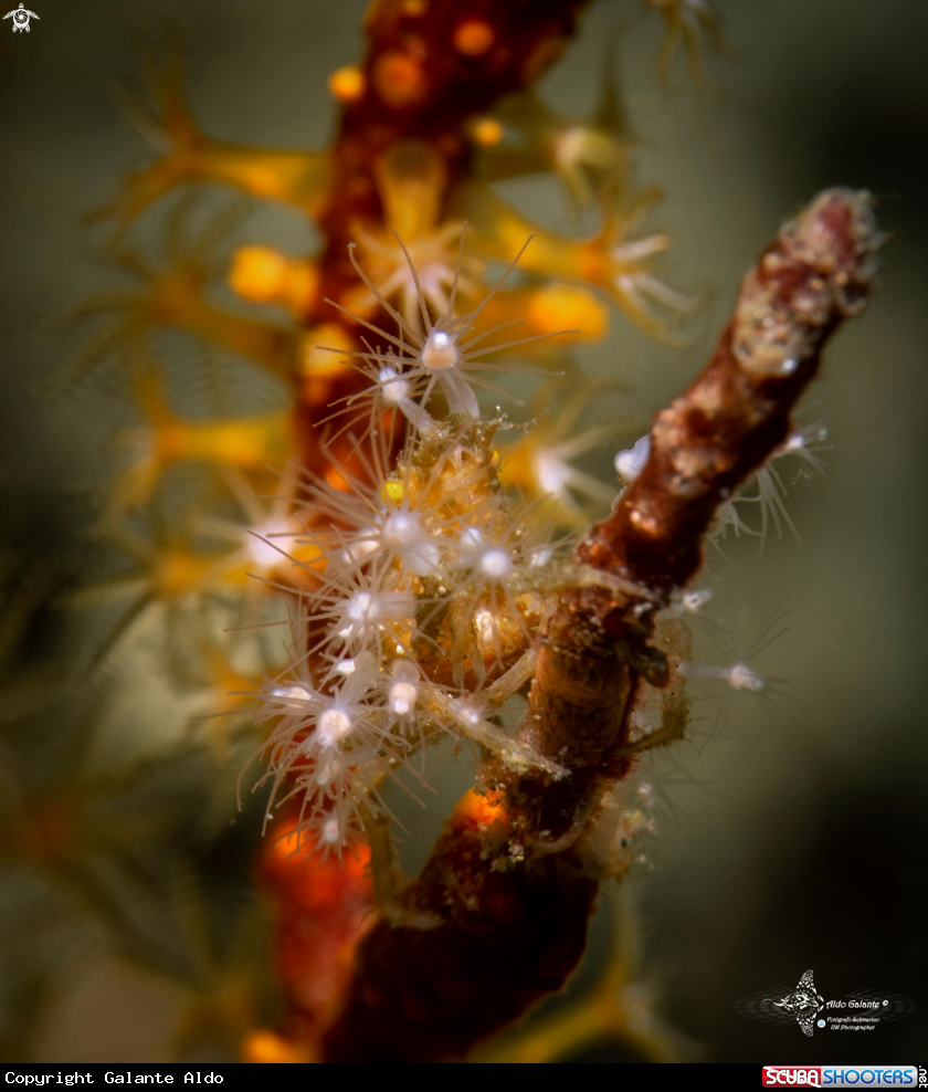 A Decorator Crab