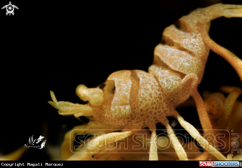 A Anker whip coral Shrimp 