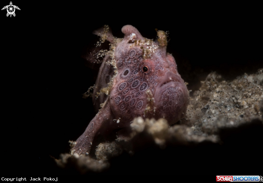A Painted frogfish
