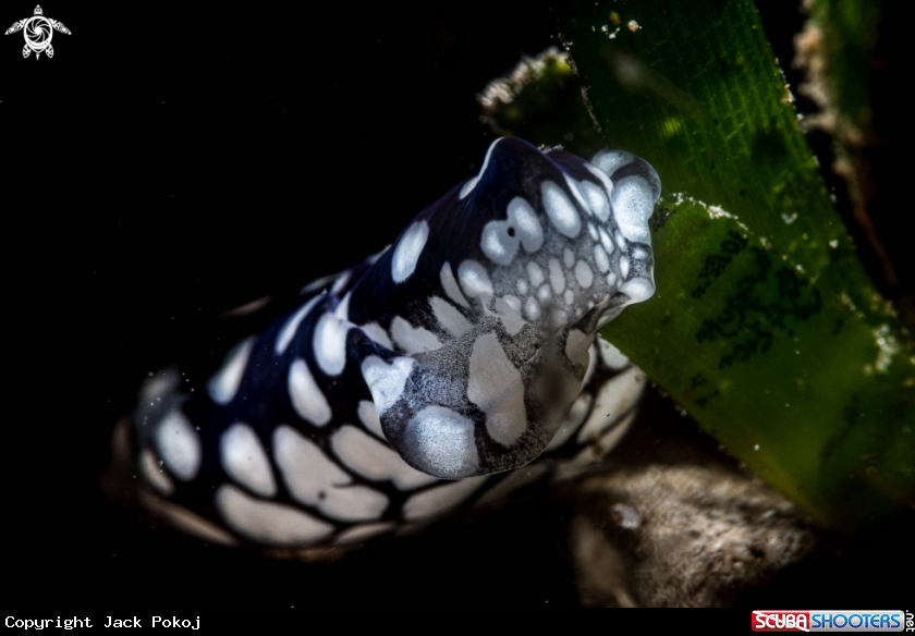 A Tubulophilinopsis pilsbryi