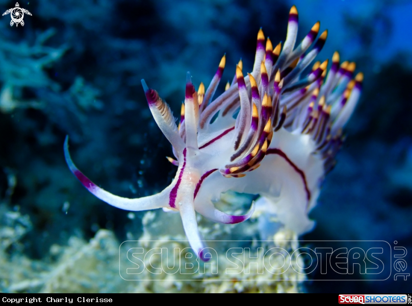 A Coryphellina rubrolineata