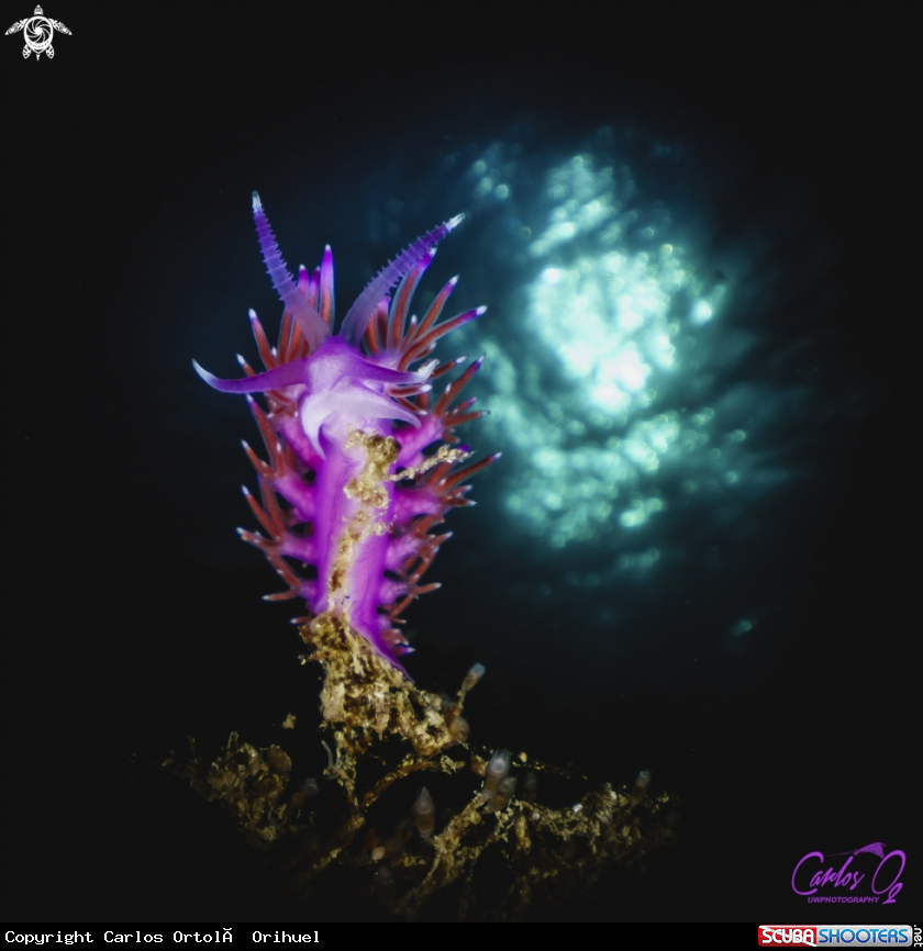 A Flabellina