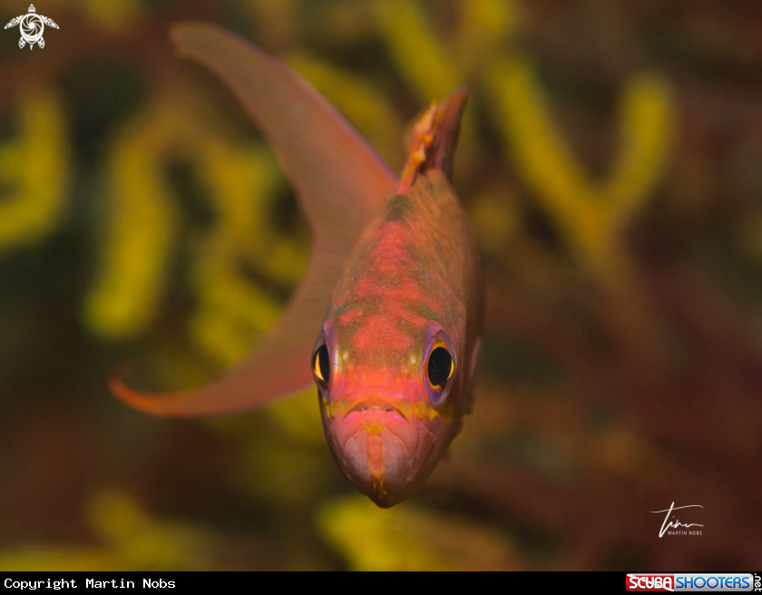 A Swallowtail Basslet