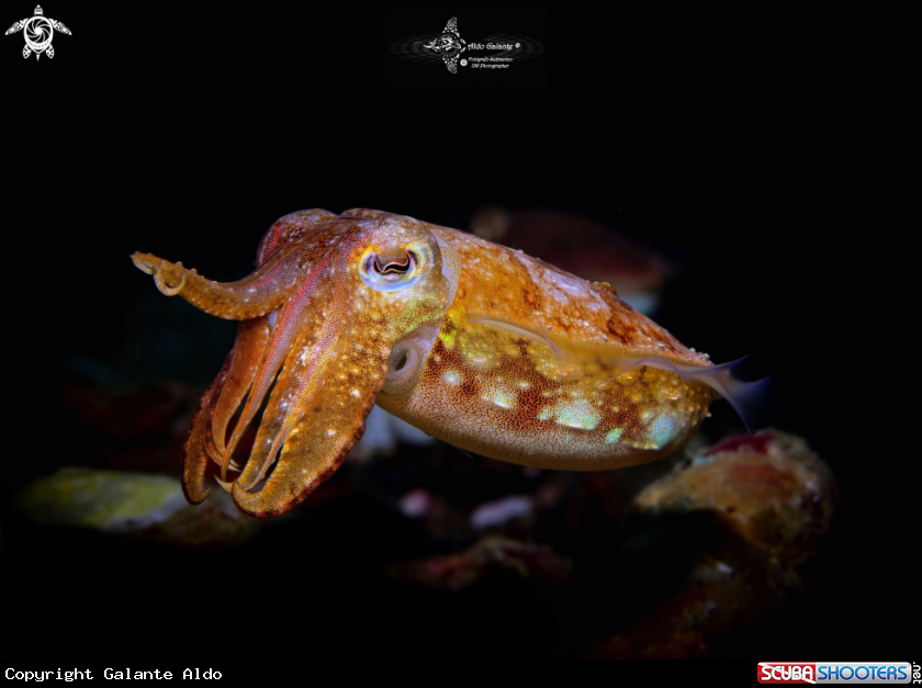 A Cuttlefish