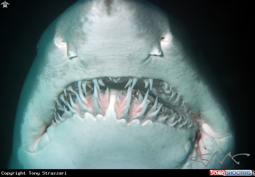 A grey nurse shark